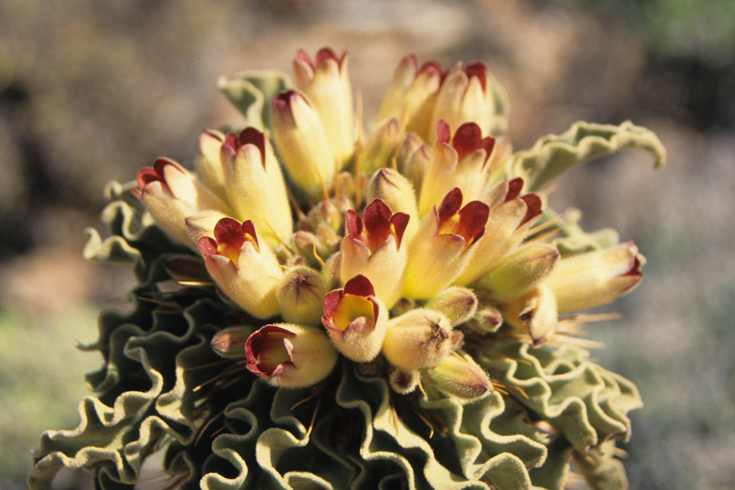 Pachypodium namaquanum – Elephant’s Trunk (Halfmens), Caudiciform Succulent Tree, Grown in Elfin Forest, California