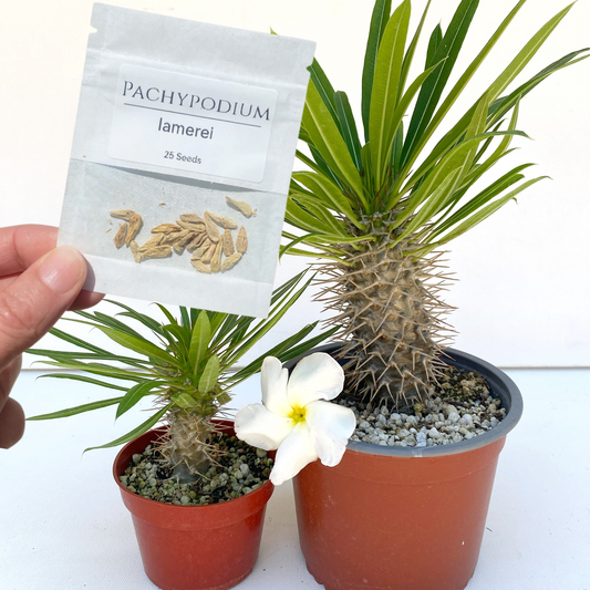 Pachypodium lamerei Seeds (Madagascar Palm) – Exotic Succulent Seeds – Grown in Elfin Forest, California
