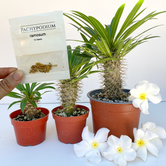 Pachypodium ramosum Seeds (Madagascar Palm) – Exotic Succulent Seeds – Grown in Elfin Forest, California (Copy)