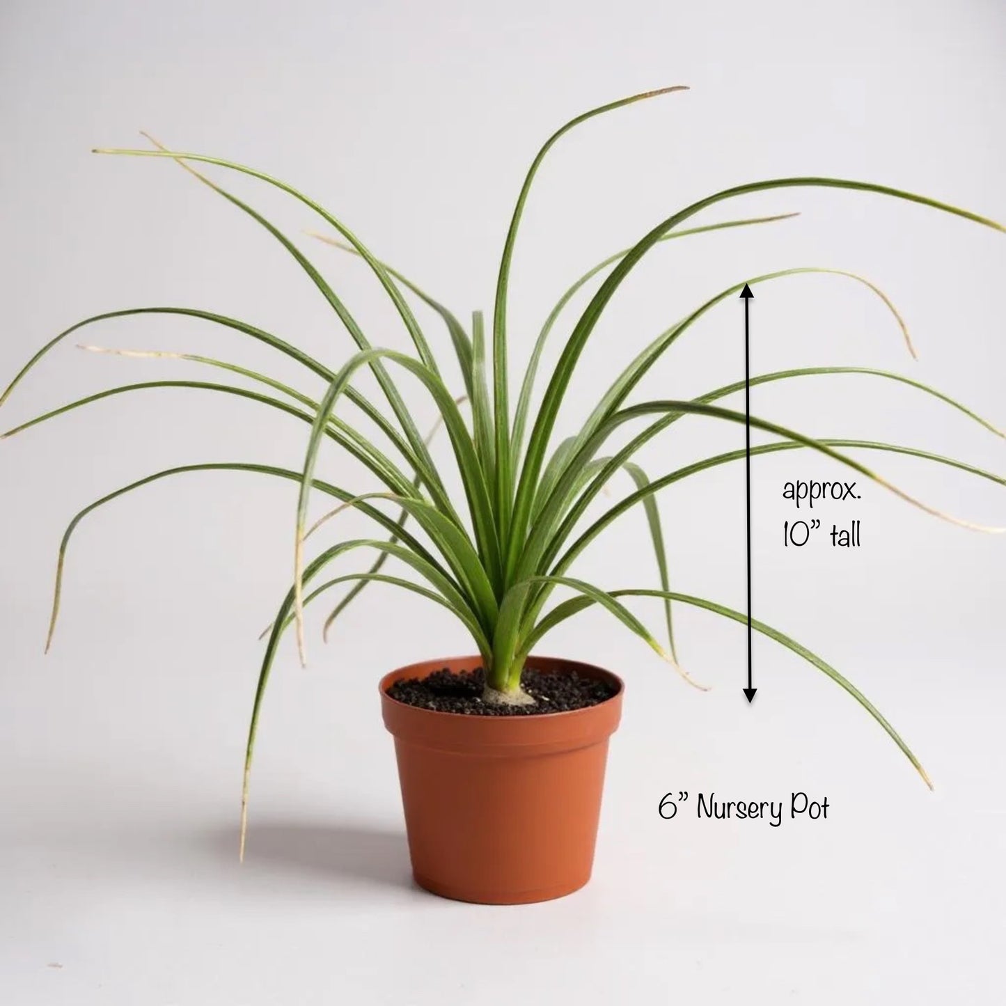 Ponytail Palm (Beaucarnea recurvata) | Elephant's Foot Tree - Grown in Elfin Forest, California